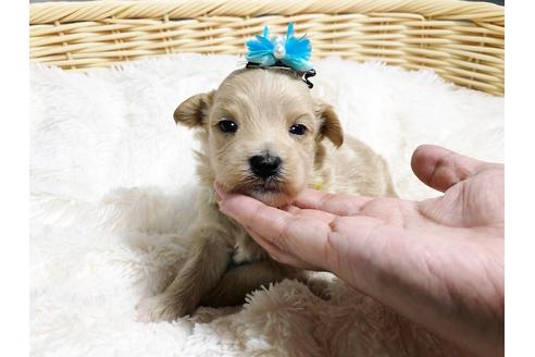 成約済の秋田県のマルプー:マルチーズ×トイプードル-78974の6枚目