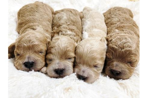 成約済の秋田県のマルプー:マルチーズ×トイプードル-79678の1枚目