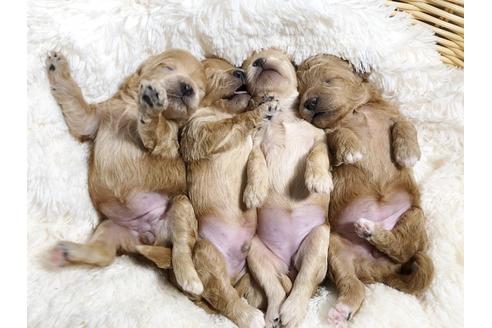 成約済の秋田県のマルプー:マルチーズ×トイプードル-79679の1枚目