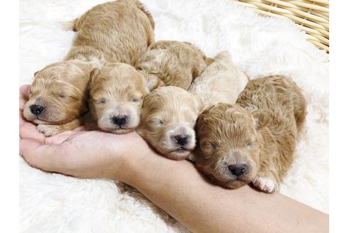 成約済の秋田県のマルプー:マルチーズ×トイプードル-79680の1枚目