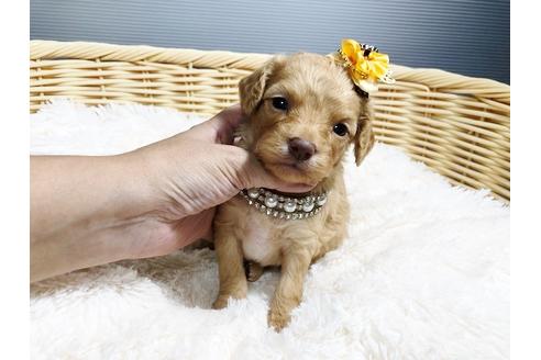 成約済の秋田県のチワプー:チワワ×トイプードル-79681の5枚目