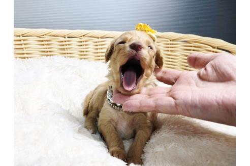 成約済の秋田県のチワプー:チワワ×トイプードル-79681の2枚目