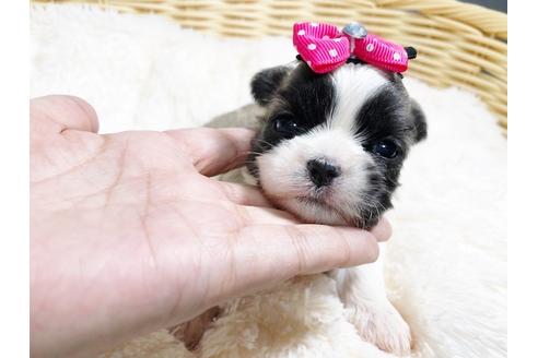 成約済の秋田県のミックス犬-79682の1枚目