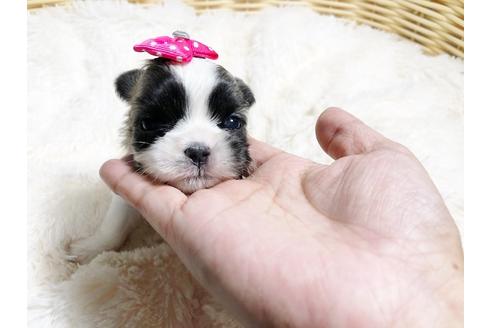 成約済の秋田県のミックス犬-79682の6枚目