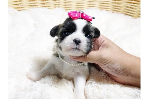 成約済の秋田県のミックス犬-79682の5枚目