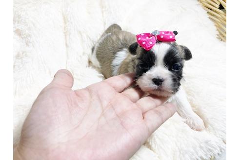 成約済の秋田県のミックス犬-79682の4枚目