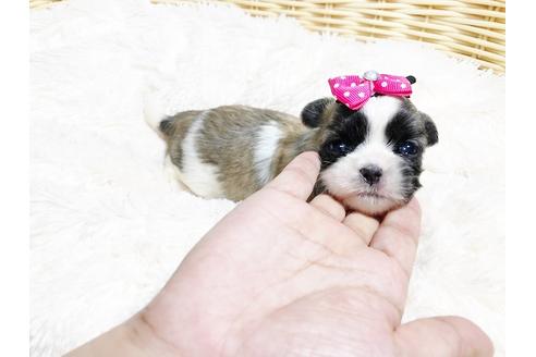 成約済の秋田県のミックス犬-79682の3枚目