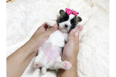 成約済の秋田県のミックス犬-79682の2枚目