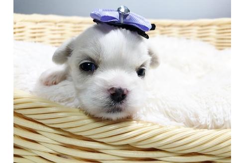 成約済の秋田県のミックス犬-79683の1枚目