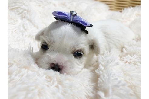 成約済の秋田県のミックス犬-79683の5枚目