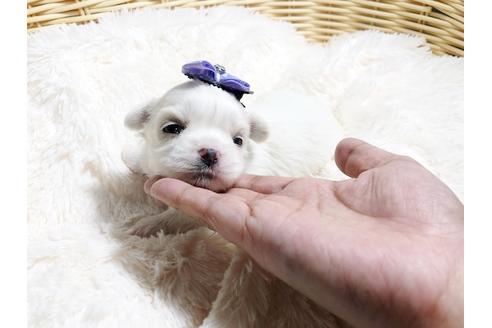 成約済の秋田県のミックス犬-79683の4枚目