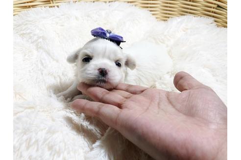 成約済の秋田県のミックス犬-79683の3枚目