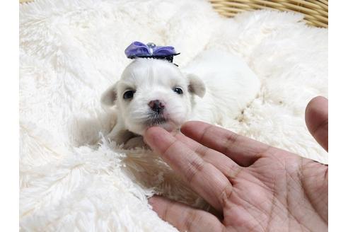 成約済の秋田県のミックス犬-79683の2枚目