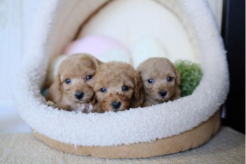 成約済の滋賀県のトイプードル-79710の5枚目