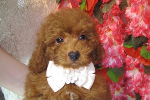 成約済の茨城県のトイプードル-79716