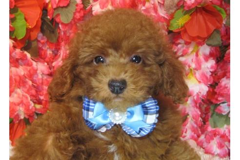 成約済の茨城県のトイプードル-79716の3枚目