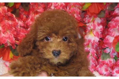 成約済の茨城県のトイプードル-79716の2枚目