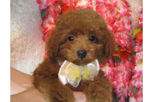 成約済の茨城県のトイプードル-79718