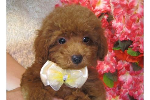 成約済の茨城県のトイプードル-79718の3枚目