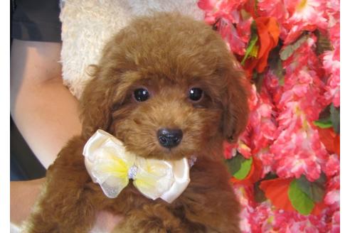 成約済の茨城県のトイプードル-79718の2枚目