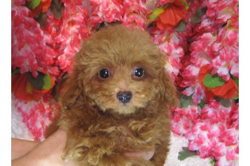 成約済の茨城県のトイプードル-79719