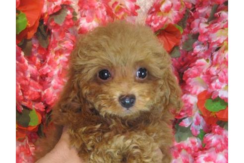 成約済の茨城県のトイプードル-79719の3枚目