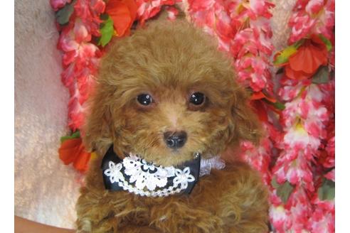 成約済の茨城県のトイプードル-79719の2枚目