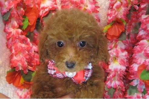 成約済の茨城県のトイプードル-79721の1枚目