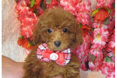 成約済の茨城県のトイプードル-79721の3枚目