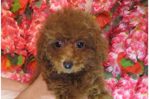 成約済の茨城県のトイプードル-79721の2枚目