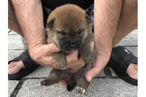 成約済の長崎県の柴犬-79740の7枚目