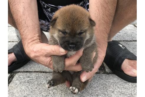 成約済の長崎県の柴犬-79740の6枚目