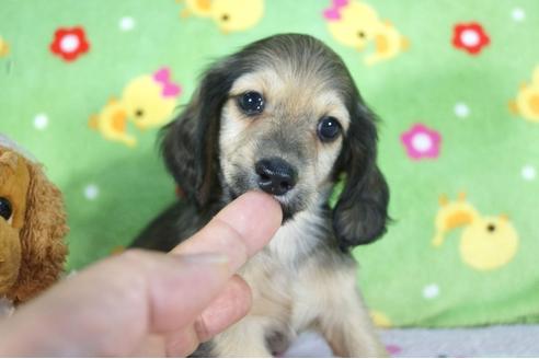 成約済の兵庫県のミニチュアダックスフンド(ロングヘアード)-79748の1枚目