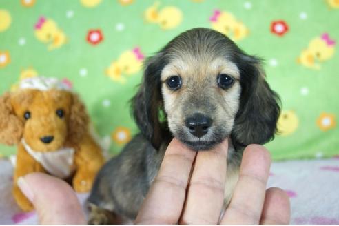 成約済の兵庫県のミニチュアダックスフンド(ロングヘアード)-79748の2枚目