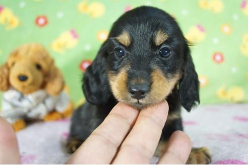 成約済の兵庫県のカニンヘンダックスフンド(ロングヘアード)-79755の6枚目