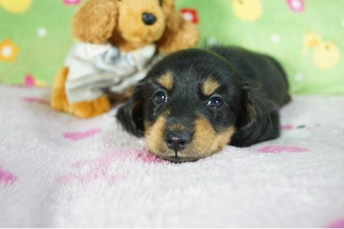 成約済の兵庫県のカニンヘンダックスフンド(ロングヘアード)-79755の5枚目