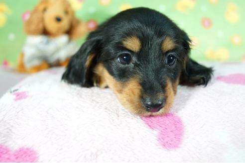 成約済の兵庫県のミニチュアダックスフンド(ロングヘアード)-79758の2枚目