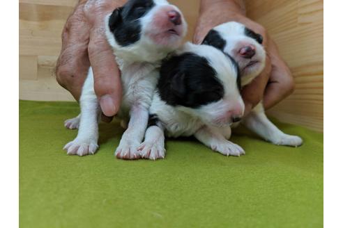 成約済の愛知県のボーダーコリー-79839の1枚目