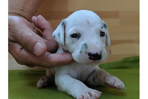 成約済の愛知県のダルメシアン-79842の1枚目