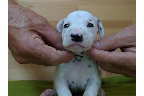 成約済の愛知県のダルメシアン-79842の3枚目