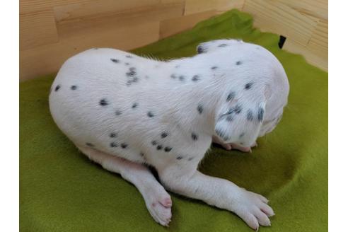 成約済の愛知県のダルメシアン-79842の2枚目