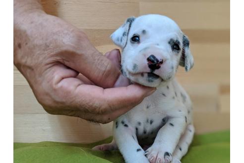 成約済の愛知県のダルメシアン-79843の1枚目
