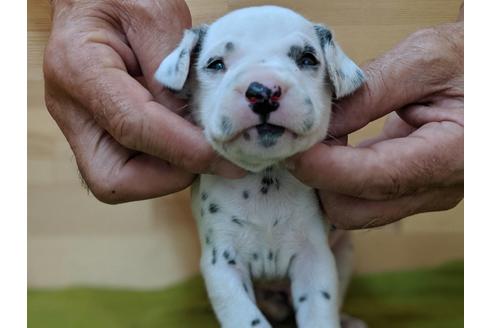 成約済の愛知県のダルメシアン-79843の3枚目