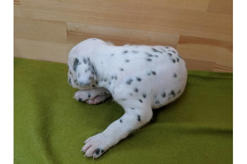 成約済の愛知県のダルメシアン-79843の2枚目