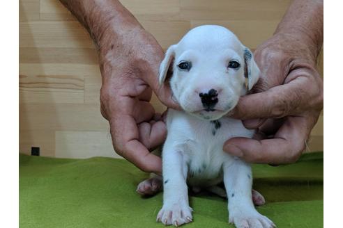 成約済の愛知県のダルメシアン-79844の1枚目