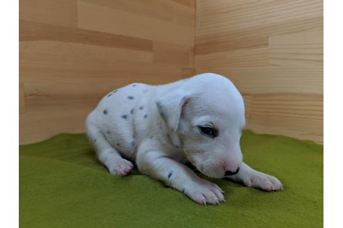 成約済の愛知県のダルメシアン-79844の3枚目