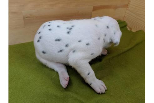 成約済の愛知県のダルメシアン-79844の2枚目