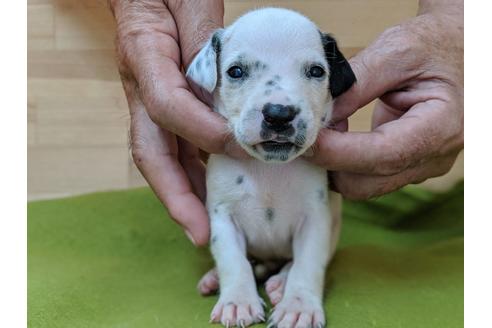 成約済の愛知県のダルメシアン-79845