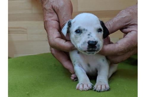 成約済の愛知県のダルメシアン-79845の4枚目