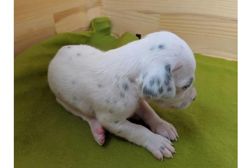 成約済の愛知県のダルメシアン-79845の3枚目